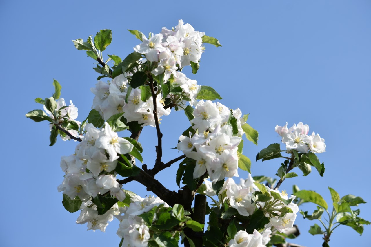 20180421_Bloesem_046 (Aangepast)